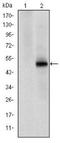 Cyclin Dependent Kinase 9 antibody, NBP2-37601, Novus Biologicals, Western Blot image 