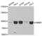 Hyaluronan Mediated Motility Receptor antibody, abx001978, Abbexa, Western Blot image 