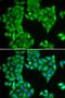 Sperm Associated Antigen 5 antibody, LS-C335671, Lifespan Biosciences, Immunofluorescence image 