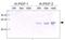 Placental Growth Factor antibody, NB110-96418, Novus Biologicals, Western Blot image 