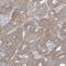 TRNA Methyltransferase 2 Homolog B antibody, NBP2-38123, Novus Biologicals, Immunohistochemistry frozen image 