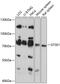 GTSE1 antibody, 15-258, ProSci, Western Blot image 
