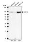 Ubiquitin Specific Peptidase 10 antibody, HPA006731, Atlas Antibodies, Western Blot image 