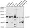 7-Dehydrocholesterol Reductase antibody, 13-839, ProSci, Western Blot image 