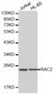 Rac Family Small GTPase 2 antibody, abx001053, Abbexa, Western Blot image 