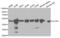 Actin Related Protein 3 antibody, abx000987, Abbexa, Western Blot image 