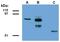 Abraxas 1, BRCA1 A Complex Subunit antibody, GTX80242, GeneTex, Western Blot image 