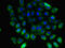 G Protein Subunit Beta 5 antibody, LS-C369694, Lifespan Biosciences, Immunofluorescence image 