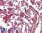 Resistin antibody, LS-B2879, Lifespan Biosciences, Immunohistochemistry frozen image 
