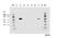 CD247 Molecule antibody, NBP2-37708, Novus Biologicals, Western Blot image 