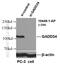 Protein Phosphatase 1 Regulatory Subunit 15A antibody, 10449-1-AP, Proteintech Group, Western Blot image 