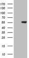 Cyclin Dependent Kinase Like 2 antibody, TA805750, Origene, Western Blot image 