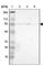 Sp1 Transcription Factor antibody, HPA001853, Atlas Antibodies, Western Blot image 