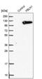 Fibulin 1 antibody, PA5-51613, Invitrogen Antibodies, Western Blot image 