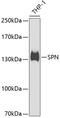 Sialophorin antibody, GTX54729, GeneTex, Western Blot image 