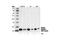Histone Cluster 1 H2B Family Member B antibody, 2574S, Cell Signaling Technology, Western Blot image 