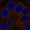 G Protein-Coupled Receptor 89A antibody, PA5-67406, Invitrogen Antibodies, Immunofluorescence image 