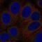 G Protein-Coupled Receptor 89A antibody, PA5-67406, Invitrogen Antibodies, Immunofluorescence image 