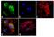 Cryptochrome Circadian Regulator 1 antibody, PA1-527, Invitrogen Antibodies, Immunofluorescence image 