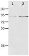 Progesterone Immunomodulatory Binding Factor 1 antibody, orb107575, Biorbyt, Western Blot image 