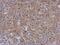 Radixin antibody, PA5-21660, Invitrogen Antibodies, Immunohistochemistry frozen image 