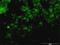 Tyrosinase antibody, H00007299-M01, Novus Biologicals, Immunofluorescence image 