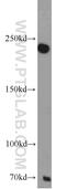 Mitogen-Activated Protein Kinase Binding Protein 1 antibody, 17788-1-AP, Proteintech Group, Western Blot image 