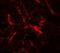 RUN And SH3 Domain Containing 2 antibody, NBP2-81786, Novus Biologicals, Immunofluorescence image 
