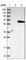 TAP Binding Protein Like antibody, HPA039545, Atlas Antibodies, Western Blot image 