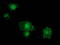 Signal Transducer And Activator Of Transcription 5A antibody, LS-C172874, Lifespan Biosciences, Immunofluorescence image 
