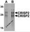 Cysteine Rich Secretory Protein 2 antibody, 5873, ProSci, Western Blot image 