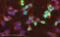 Hepatocyte Nuclear Factor 4 Alpha antibody, ab41898, Abcam, Immunofluorescence image 