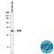 MAF BZIP Transcription Factor B antibody, MAB3810, R&D Systems, Western Blot image 