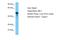 Mitogen-Activated Protein Kinase 11 antibody, A30171, Boster Biological Technology, Western Blot image 