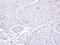 26S protease regulatory subunit 6A antibody, PA5-22041, Invitrogen Antibodies, Immunohistochemistry frozen image 