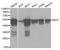 Keratin 8 antibody, MBS127060, MyBioSource, Western Blot image 