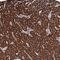 SECIS Binding Protein 2 Like antibody, NBP1-81530, Novus Biologicals, Immunohistochemistry frozen image 