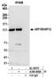 Huntingtin Interacting Protein 1 Related antibody, A304-806A, Bethyl Labs, Immunoprecipitation image 