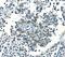 Potassium Voltage-Gated Channel Subfamily J Member 8 antibody, A04950-1, Boster Biological Technology, Immunohistochemistry paraffin image 