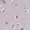 Neurogranin antibody, NBP2-32655, Novus Biologicals, Immunohistochemistry frozen image 