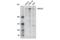 Lysine Acetyltransferase 6A antibody, 78462S, Cell Signaling Technology, Western Blot image 