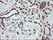 Non-POU Domain Containing Octamer Binding antibody, LS-C173975, Lifespan Biosciences, Immunohistochemistry paraffin image 