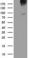 Leucine Rich Repeat Containing G Protein-Coupled Receptor 5 antibody, LS-C786045, Lifespan Biosciences, Western Blot image 