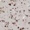 Polo Like Kinase 5 antibody, FNab06551, FineTest, Immunohistochemistry frozen image 