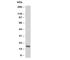 TNC antibody, R30872, NSJ Bioreagents, Western Blot image 