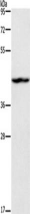 T-Box 20 antibody, TA349320, Origene, Western Blot image 