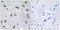 TRAF3 Interacting Protein 1 antibody, LS-C119573, Lifespan Biosciences, Immunohistochemistry paraffin image 