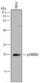 Cyclin Dependent Kinase Inhibitor 2C antibody, AF7746, R&D Systems, Western Blot image 