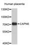 Calpain 6 antibody, STJ26473, St John