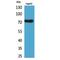 Lymphocyte Antigen 9 antibody, LS-C387032, Lifespan Biosciences, Western Blot image 